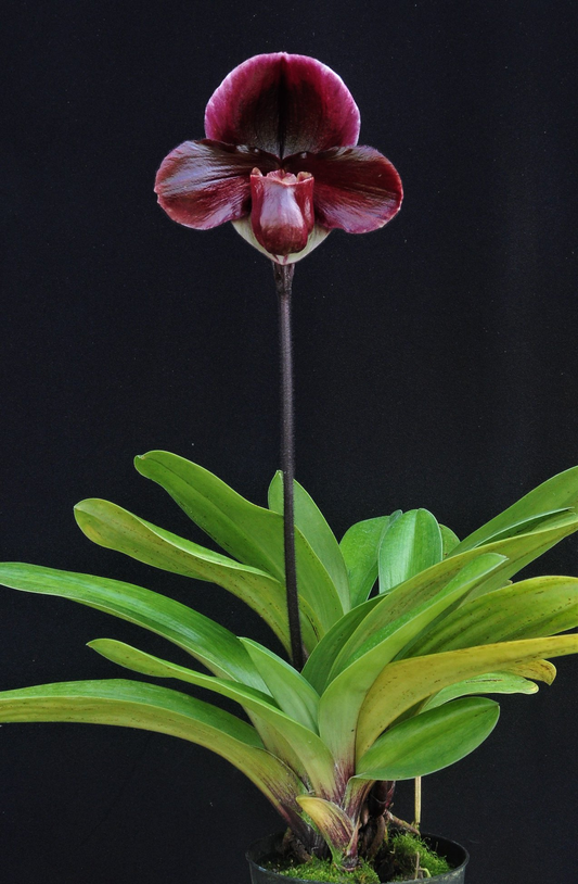 Paphiopedilum Haur Jih Glory