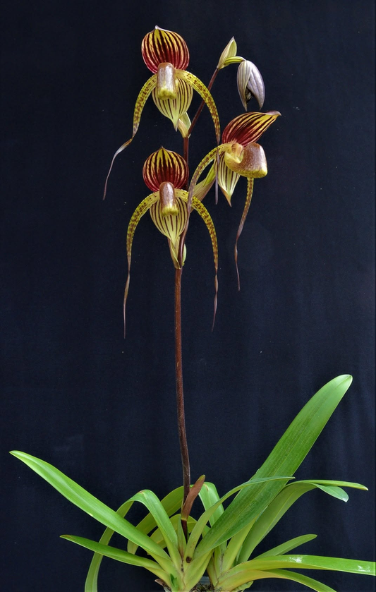 paphiopedilum Hsinying Anita