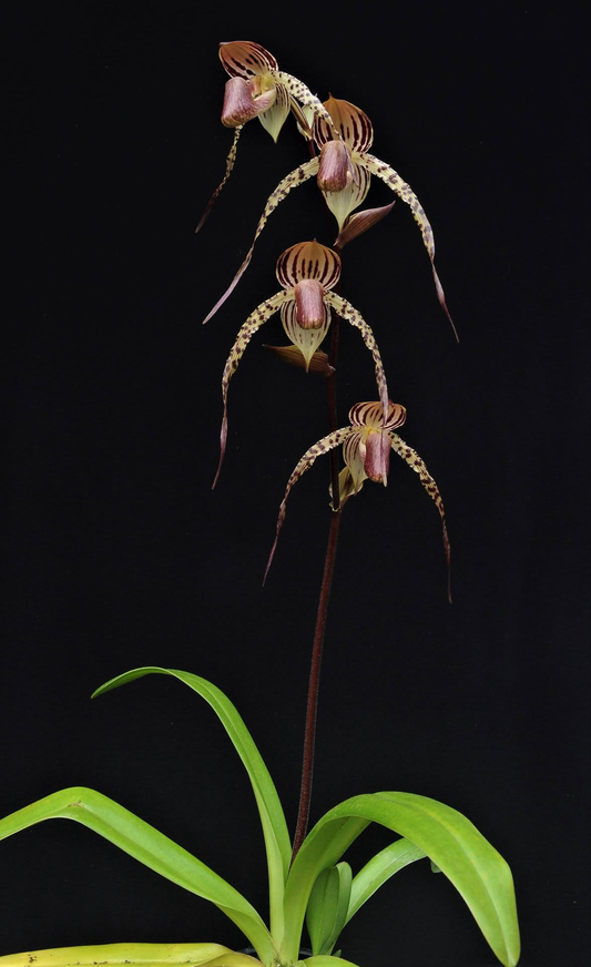 Paphiopedilum Hung Sheng Cape x Lady Isabel