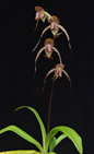 Paphiopedilum Hung Sheng Cape x Lady Isabel