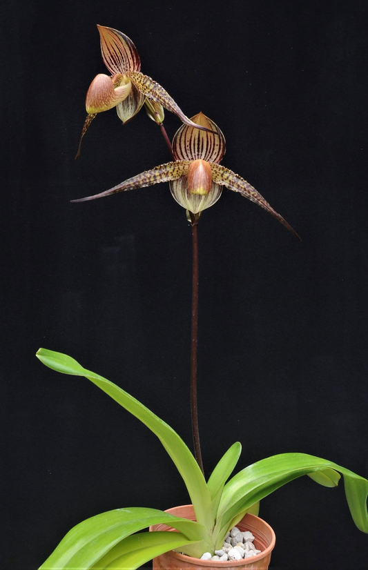 Paphiopedilum Hung Sheng Cape x rothschildianum