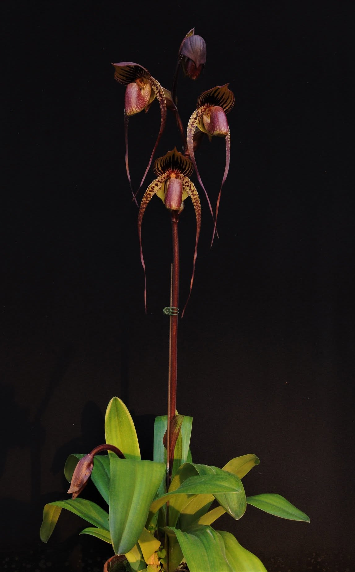 Paphiopedilum Hung Sheng Eagle x anitum