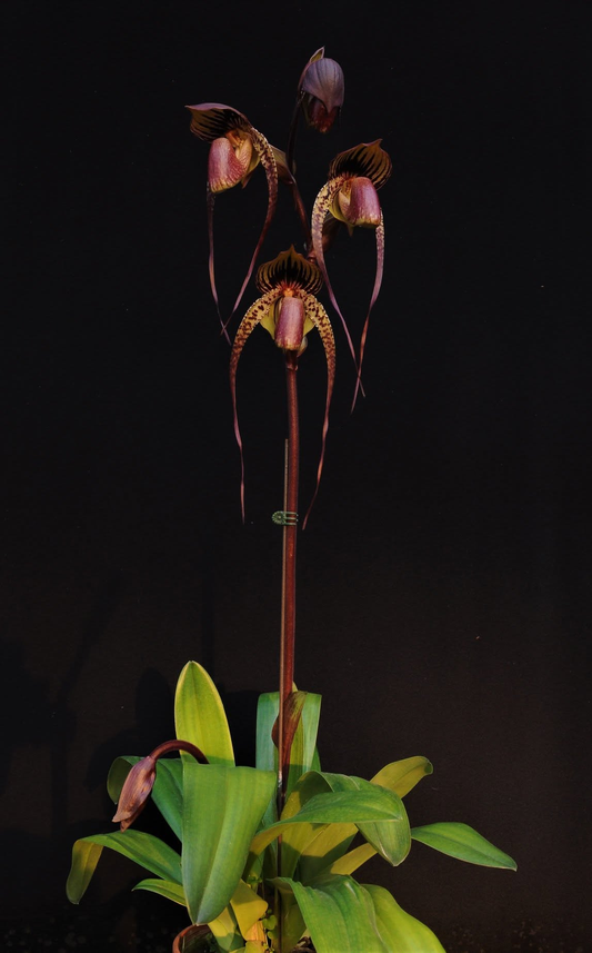 Paphiopedilum Hung Sheng Eagle x anitum