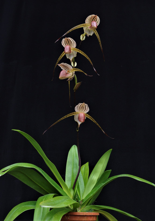 Paphiopedilum Lady Isabel