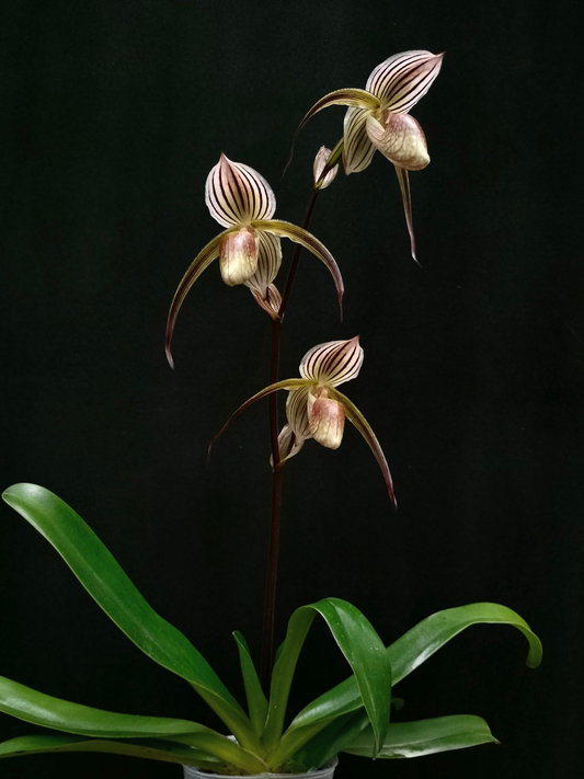 paphiopedilum Lady Isabelx randsii