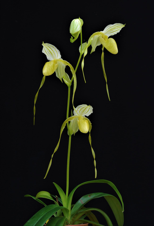 Paphiopedilum Mount Toro alba x philippinense alba
