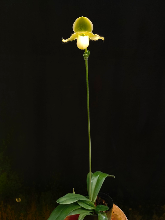 paphiopedilum Pinocchio