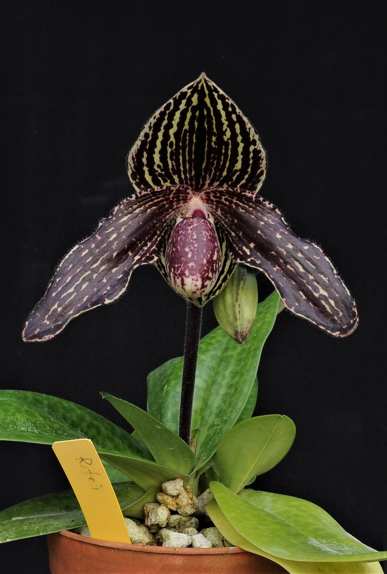 Paphiopedilum Rolfei (bellatulum x rathschildianum)