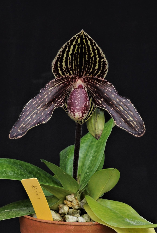 Paphiopedilum Rolfei (bellatulum x rathschildianum)