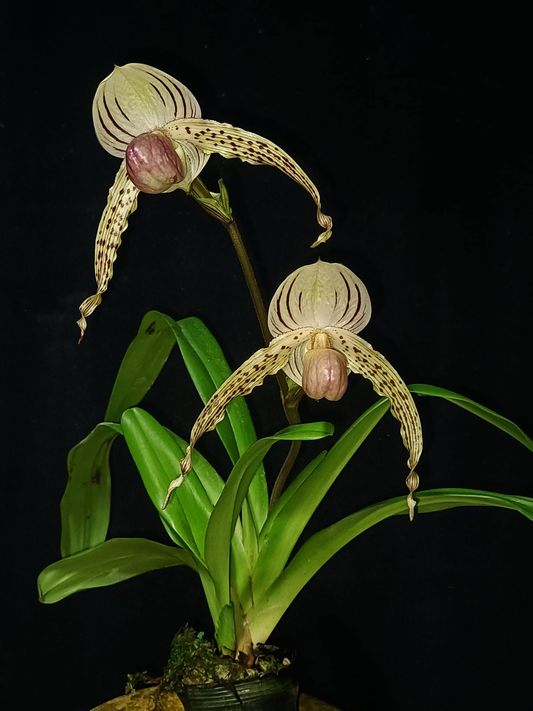 Paphiopedilum Vanguard x stonei