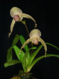 Paphiopedilum Vanguard x stonei