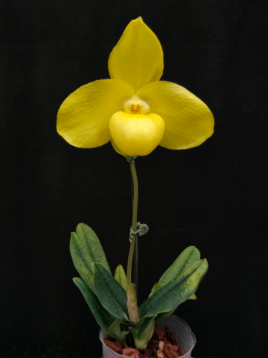 paphiopedilum Wossner China Moon