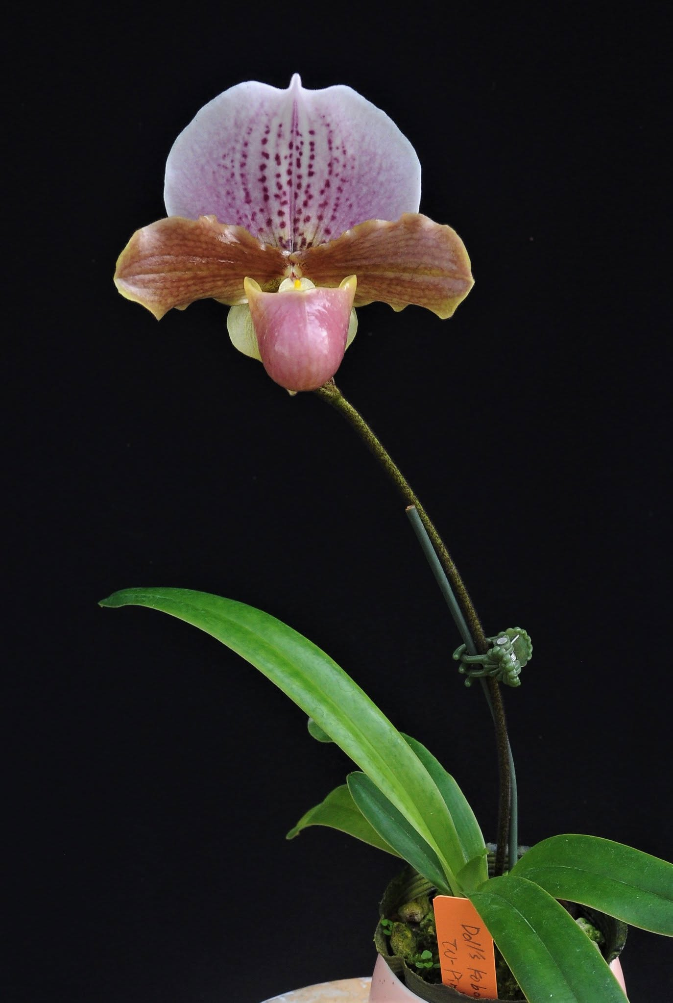 Paphiopedilum Doll's Kobold 
