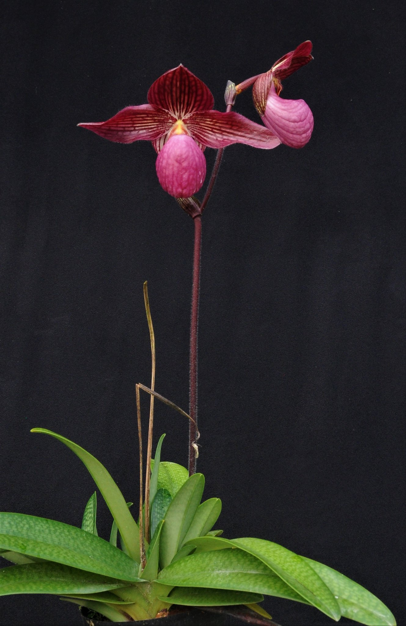 Paphiopedilum Gloria Naugle （micranthum x rothschildianum）