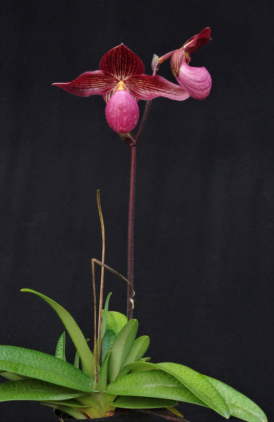 Paphiopedilum Gloria Naugle （micranthum x rothschildianum）