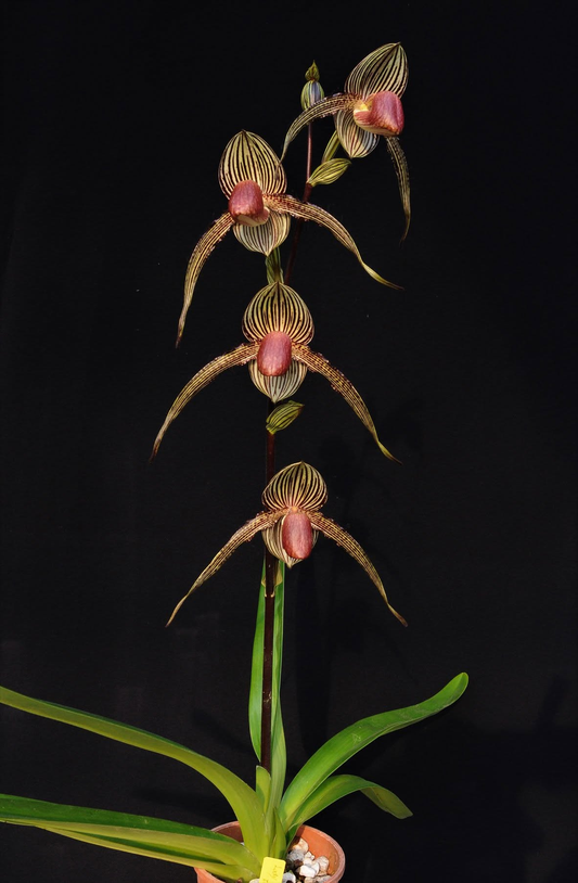 Paphiopedilum Lady Rothschild (Lady Isabel x rothschildianum)