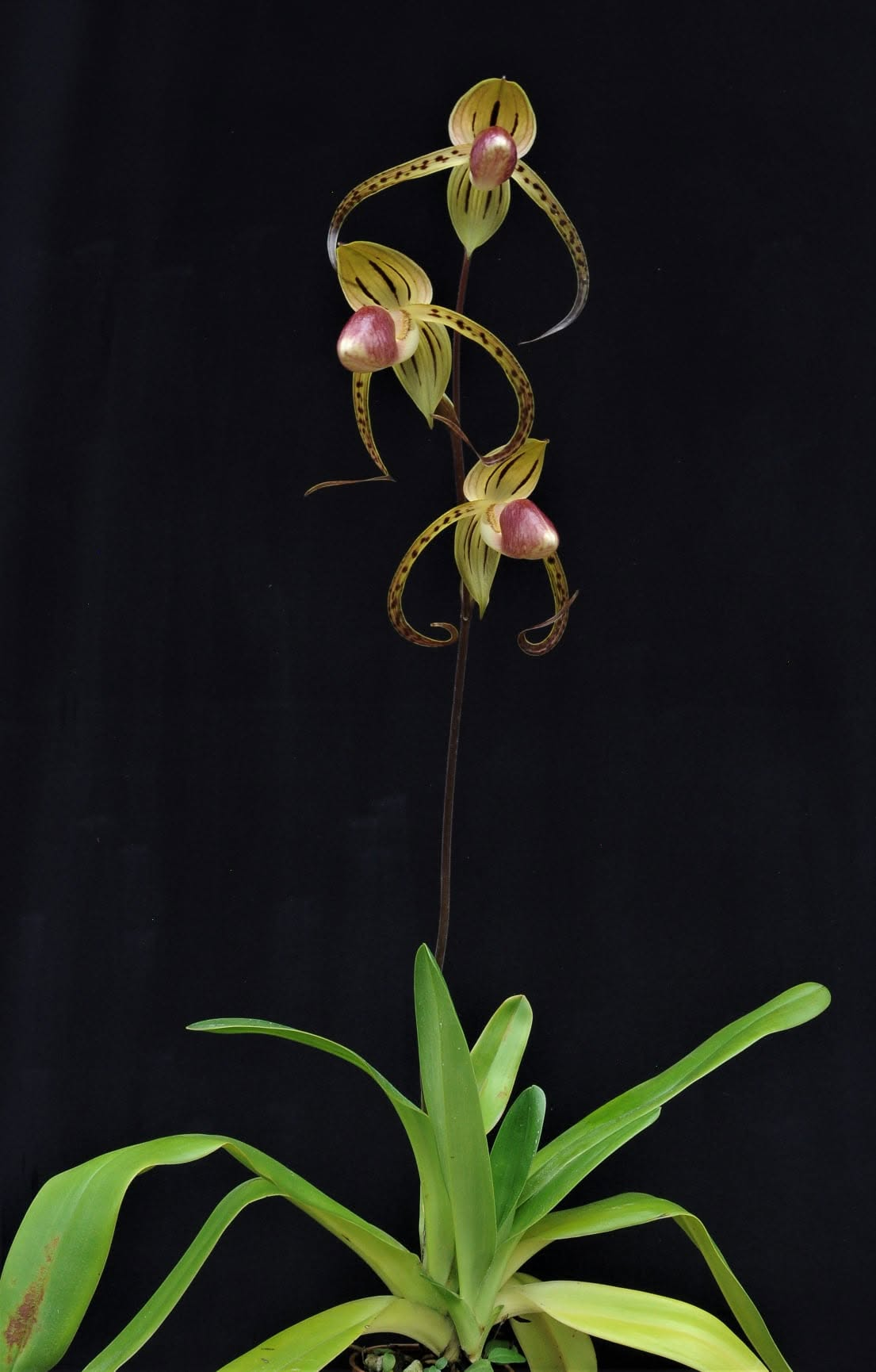 Paphiopedilum Shin Yi Formosa