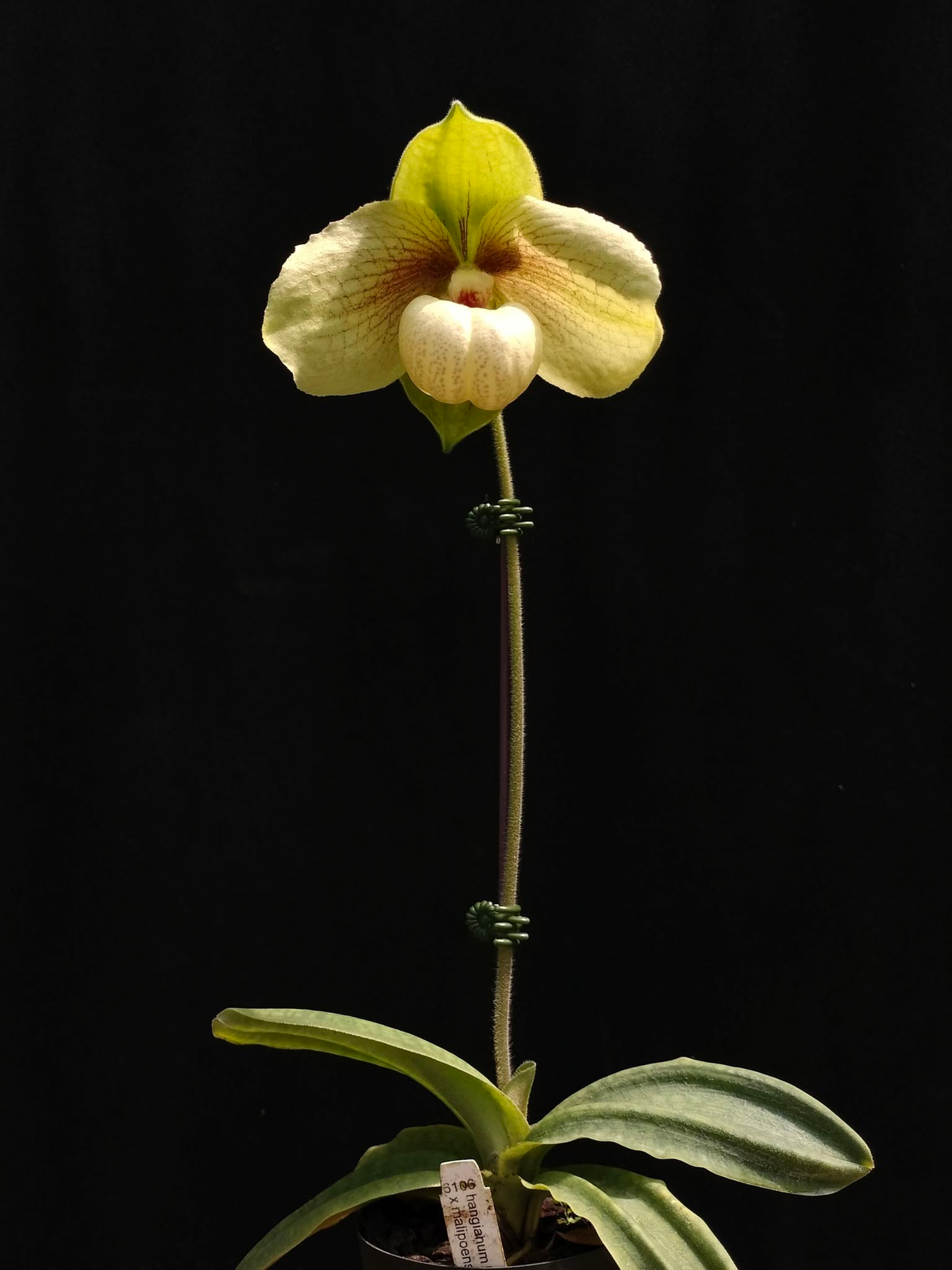 Paphiopedilum Shun-Fa Golden (hangianum x malipoense) NFS