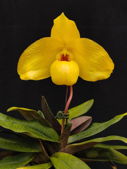 paphiopedilum (Wossner China Moon x Shun-Fa Golden)x Memoria Larry Heuer