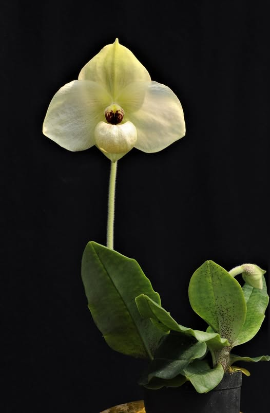 paphiopedilum (Wossner China Moon x Shun-Fa Golden)x Memoria Larry Heuer