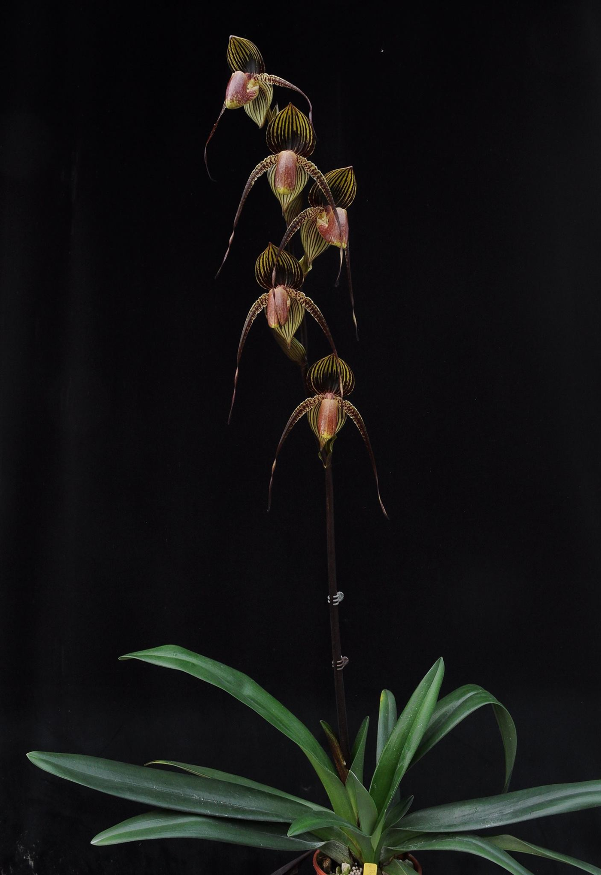 Paphiopedilum Wossner Black Wings