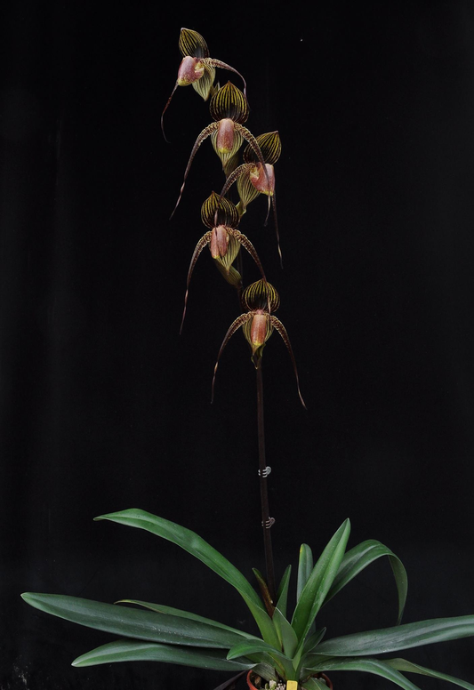 Paphiopedilum Wossner Black Wings