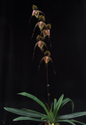 Paphiopedilum Wossner Black Wings