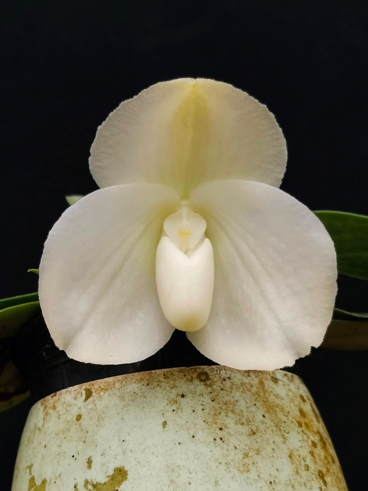 Paphiopedilum bellatulum