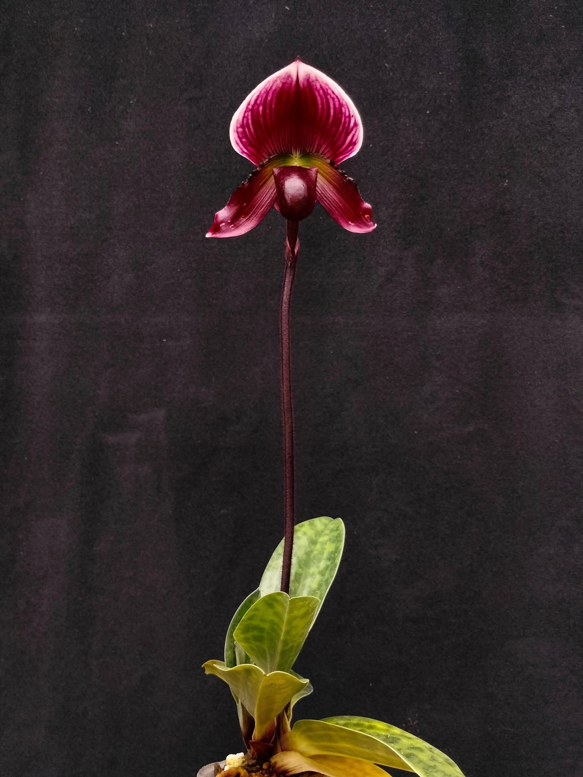 Paphiopedilum callosum