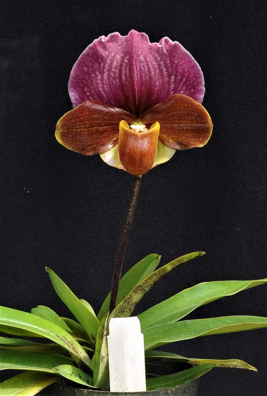 Paphiopedilum charlesworthii selected
