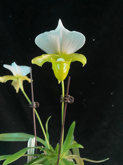 Paphiopedilum charlesworthii f. sandowiae (album)