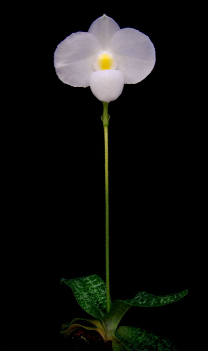 Paphiopedilum delenatii fma. album