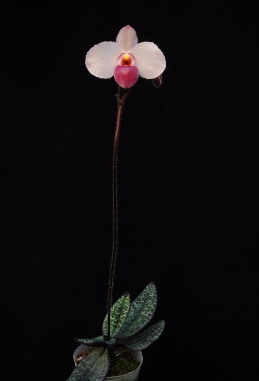 Paphiopedilum delenatii var. vinicolor