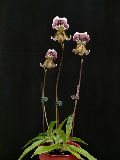 Paphiopedilum fairrieanum