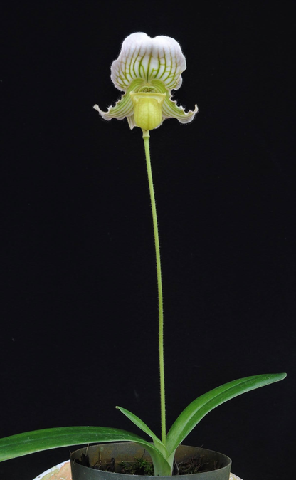 Paphiopedilum fairrieanum