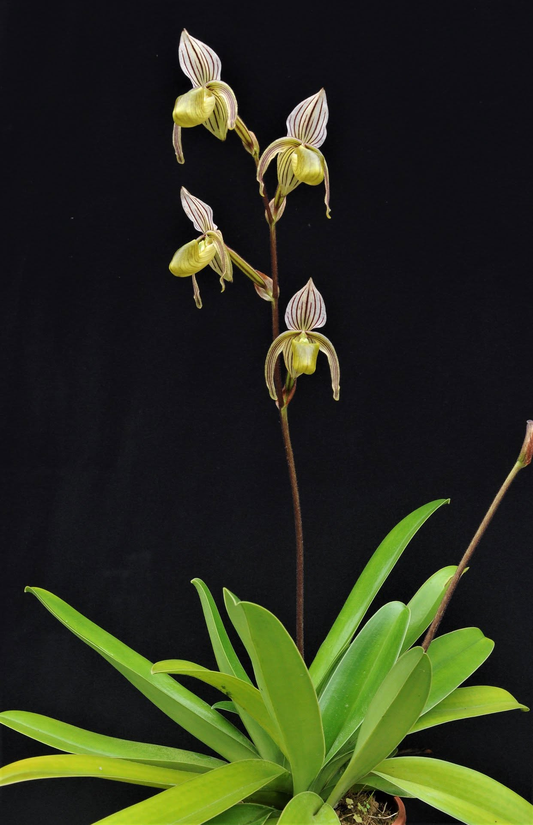 paphiopedilum gigantifolium x randsii