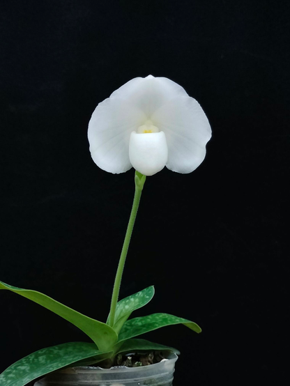 Paphiopedilum godefroyae