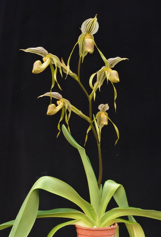 Paphiopedilum kolopakingii