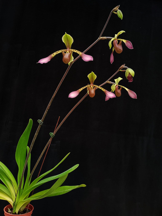 Paphiopedilum lowii