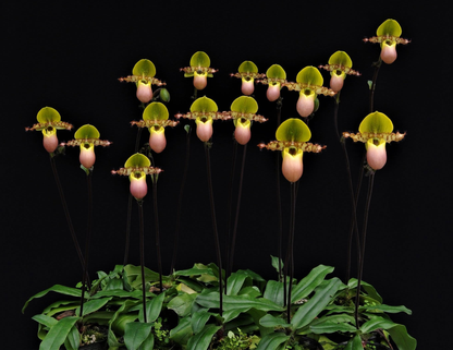 Paphiopedilum primulinum
