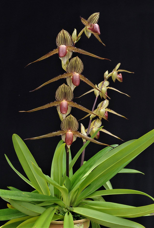 Paphiopedilum rothschildianum