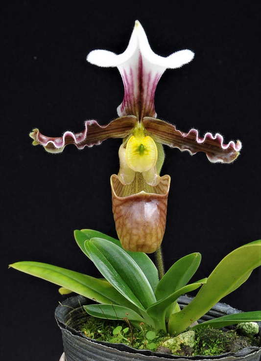 Paphiopedilum tranlienianum
