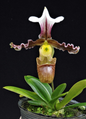 Paphiopedilum tranlienianum