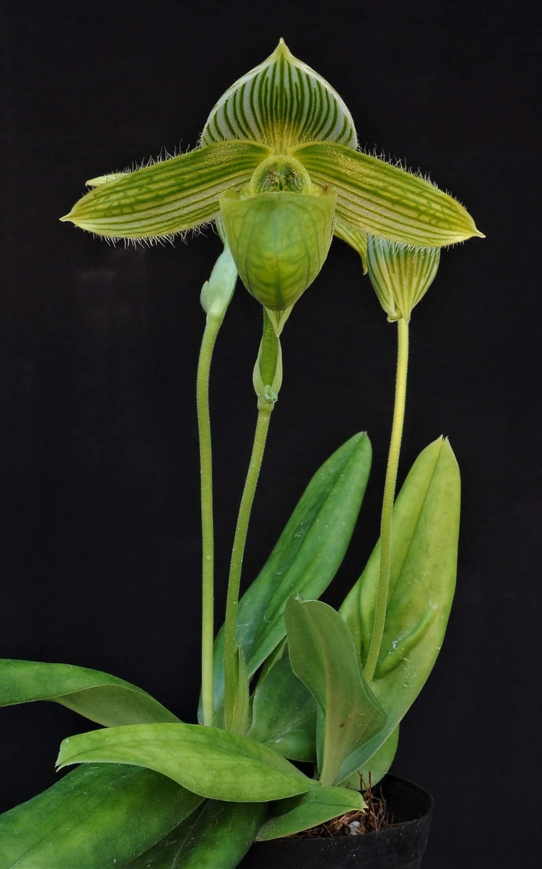 Paphiopedilum wardii