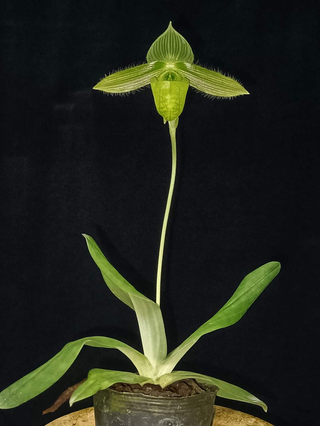 Paphiopedilum wardii