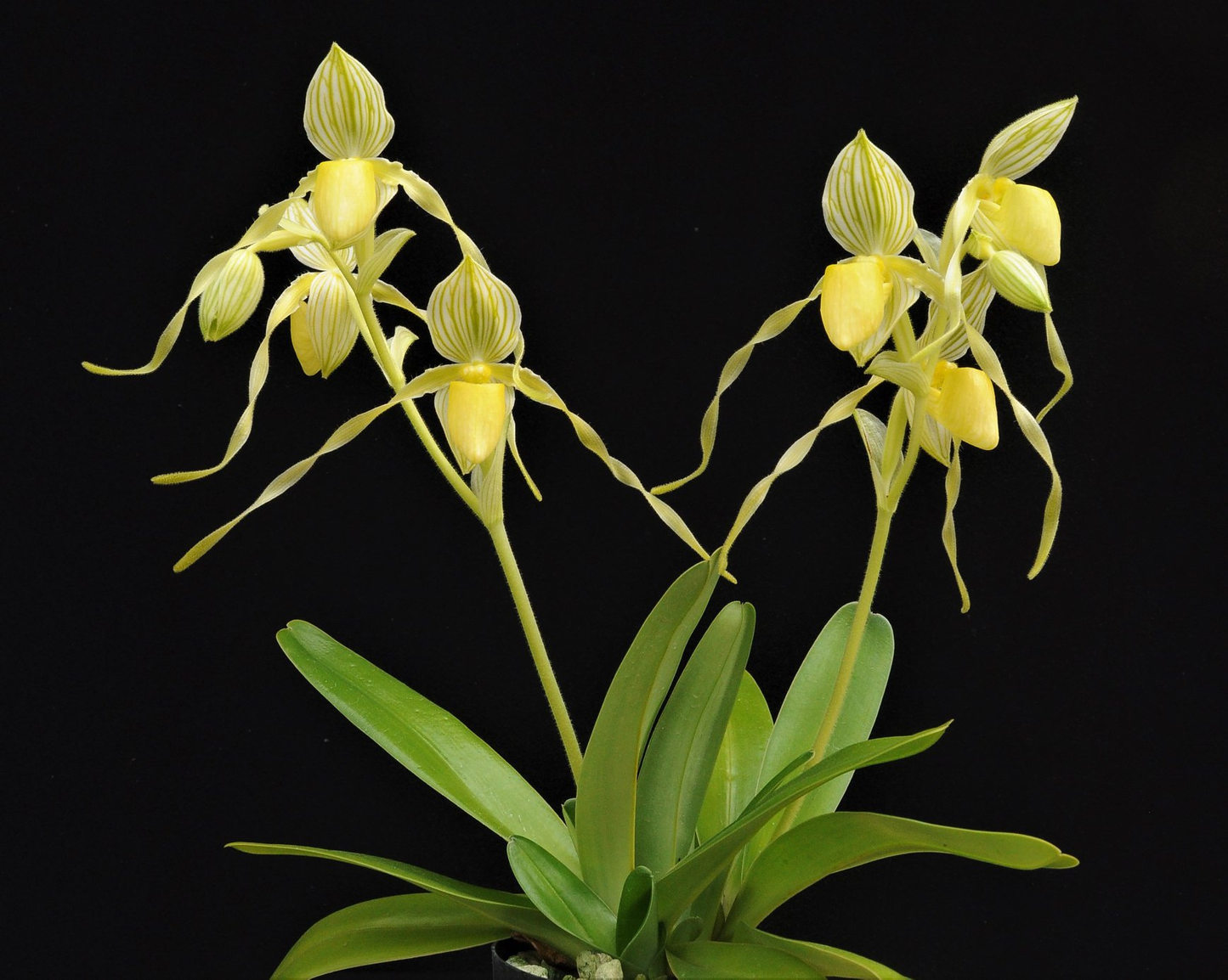 Paphiopedilum philippinense laevigatum alba