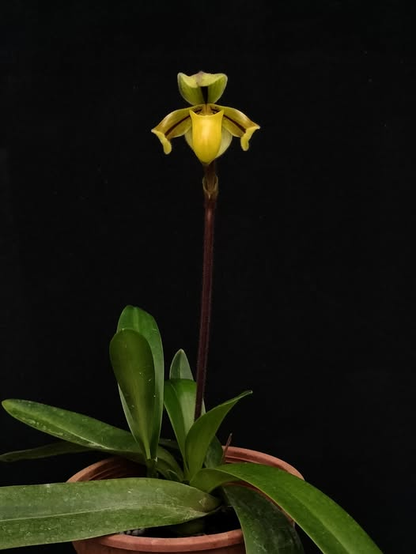 paphiopedilum druyi x anitum
