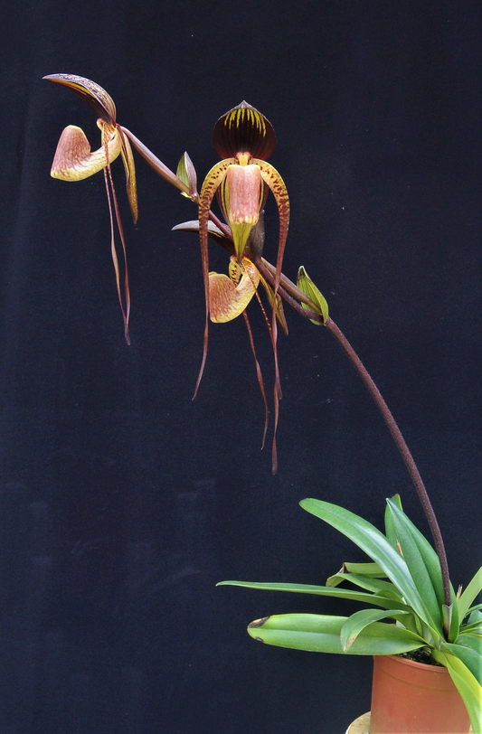 paphiopedilum druyi x anitum