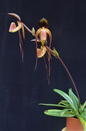 paphiopedilum druyi x anitum