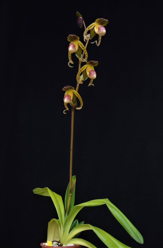 Paphiopedilum gigantifolium